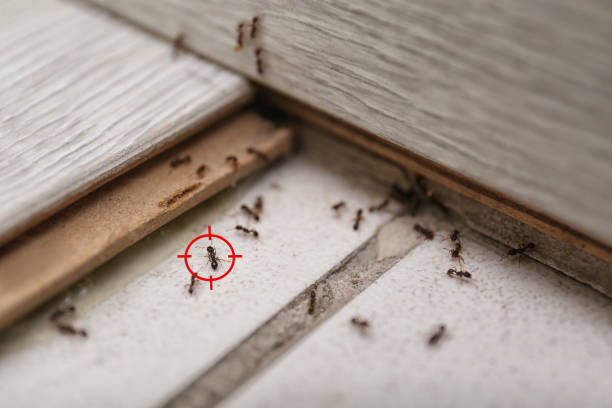 Best Pest Removal Services  in Westwood Lakes, FL