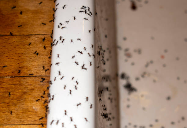 Trusted Westwood Lakes, FL Pest Control Experts