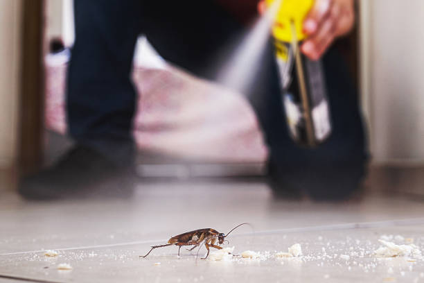 Best Local Pest Control Services  in Westwood Lakes, FL